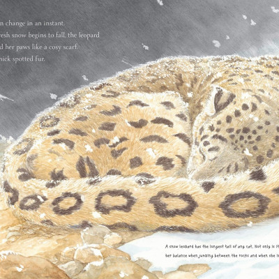 One of the beautiful spreads from inside the book *Snow Leopard: Grey Ghost of the Mountain*