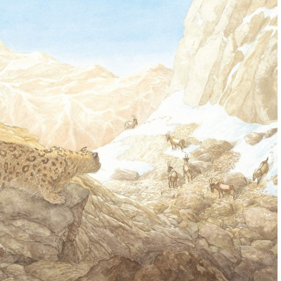 One of the beautiful spreads from inside the book *Snow Leopard: Grey Ghost of the Mountain*