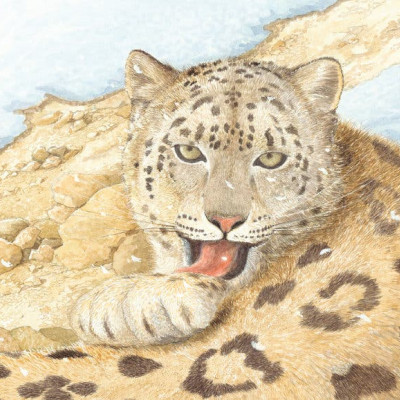 A close up of one of Patrick Benson's beautiful illustrations of a snow leopard