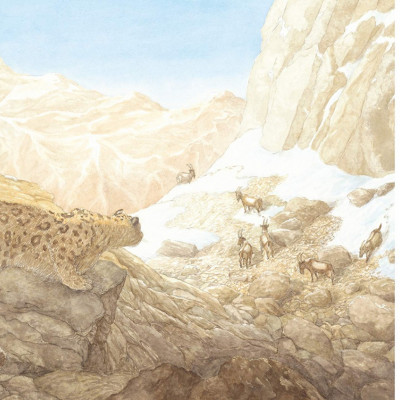 One of the beautiful spreads from inside the book *Snow Leopard: Grey Ghost of the Mountain*